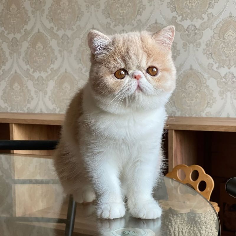 Exotic Shorthair