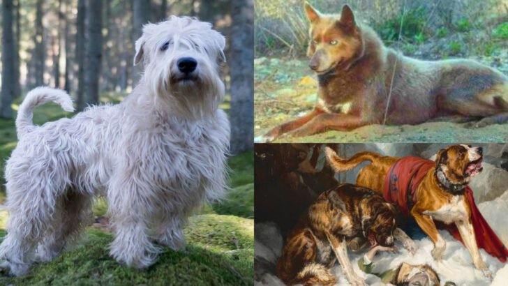 24 Extinct Dog Breeds and the Stories Behind Their Disappearance