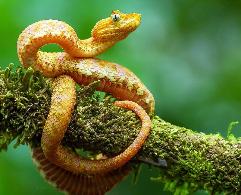 Eyelash Viper