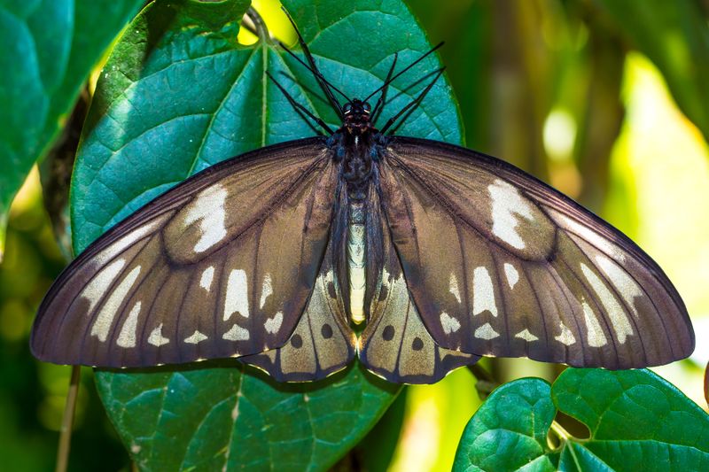 Fact 1: Enormous Wingspan