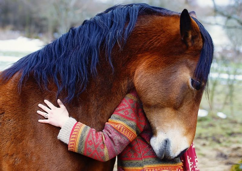 Fact: Horses Communicate Through Body Language