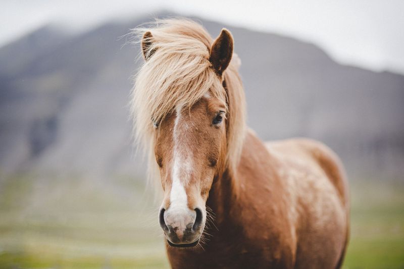 Fact: Horses Have Incredible Memories