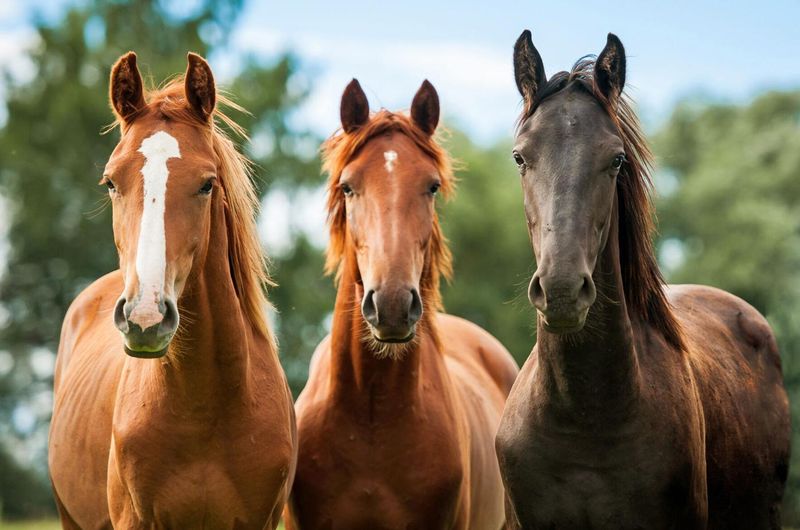 Fact: Horses Need Companionship