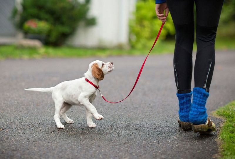 Failing to Leash Train