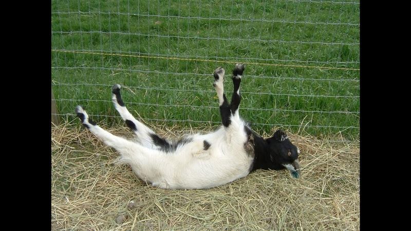 Fainting Goats' Myotonia