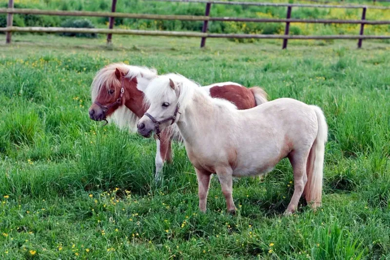 Falabella