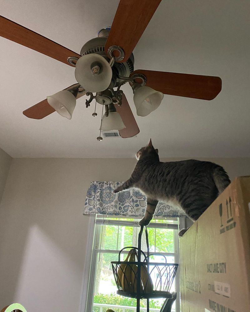 Fascination with Ceiling Fans