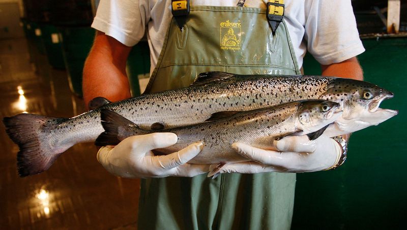 Fast-Growing Salmon