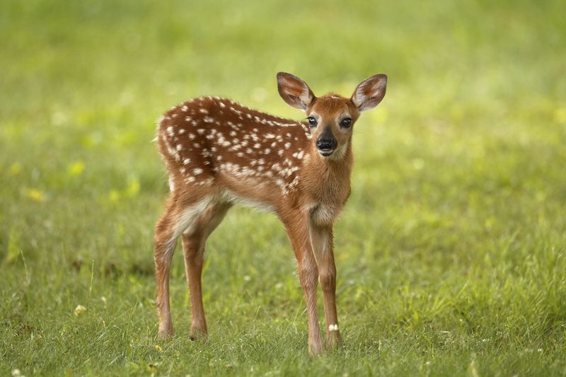 Fawn