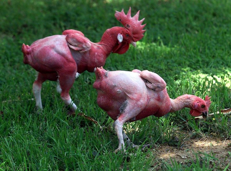 Featherless Chickens