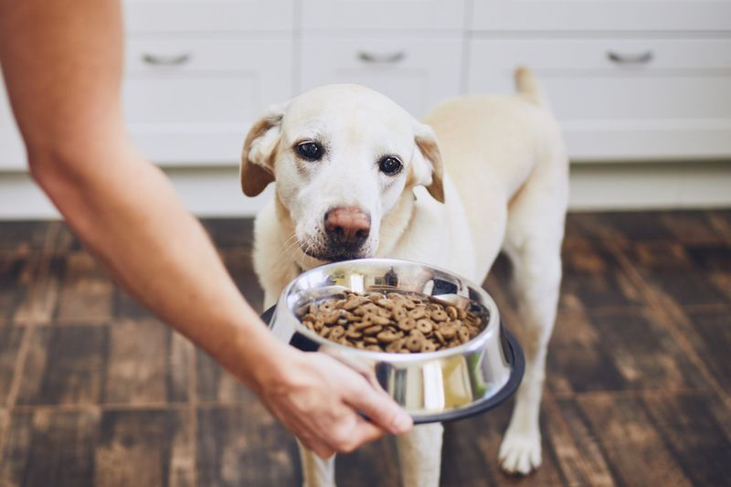 Feeding During Stress