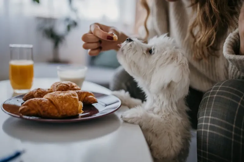 Feeding Human Food