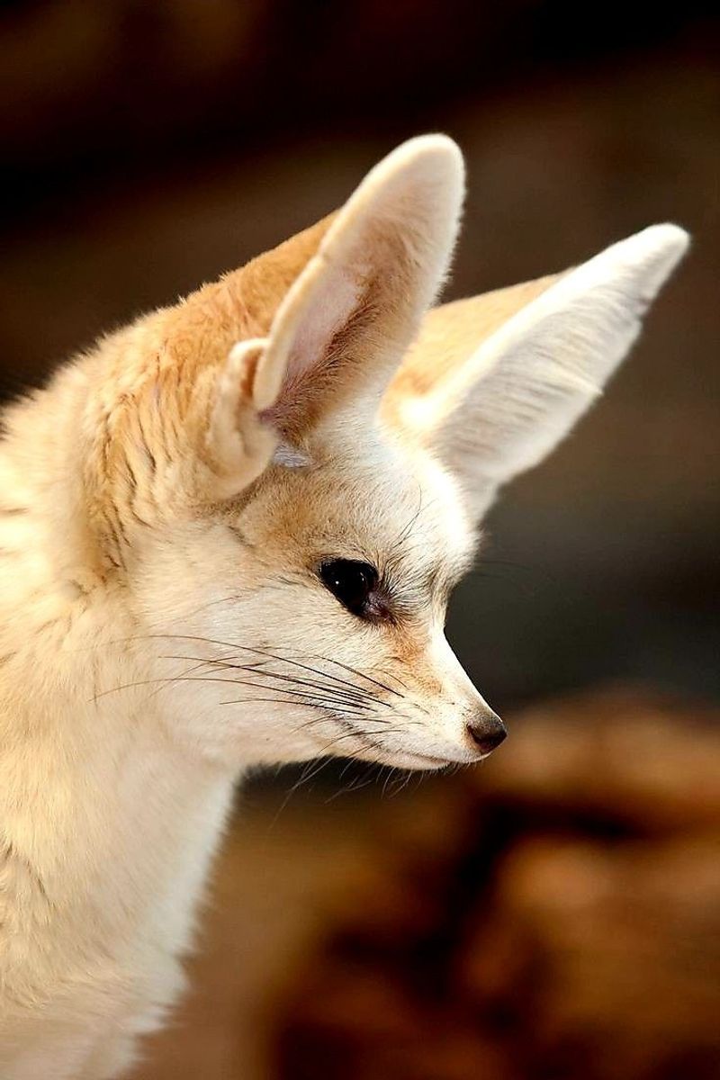 Fennec Fox