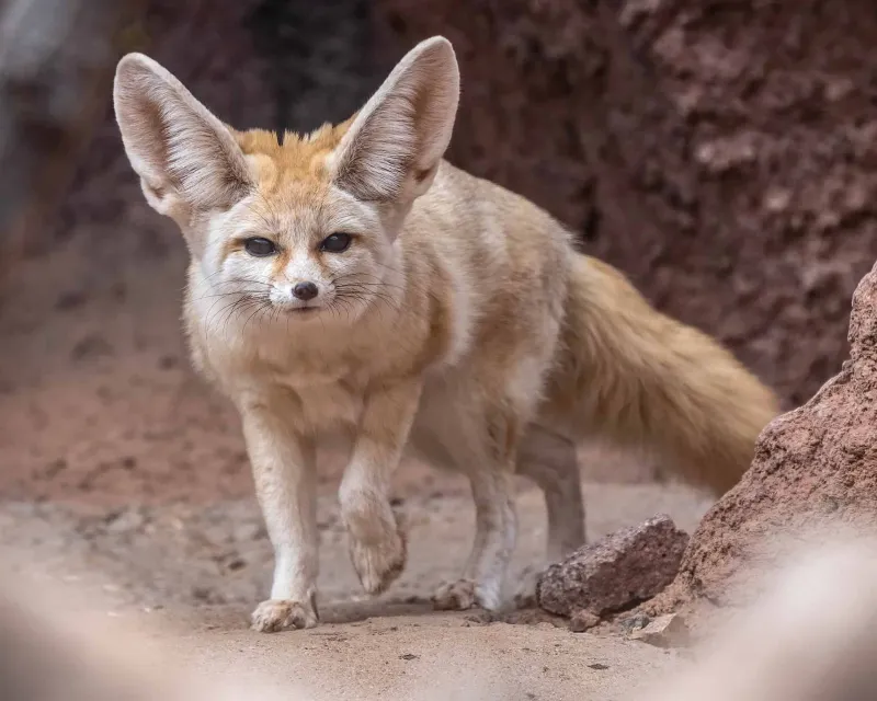 Fennec Fox