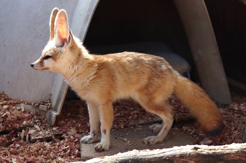 Fennec Fox