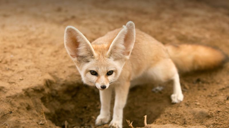 Fennec Fox's Large Ears