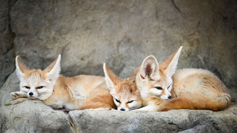 Fennec Fox