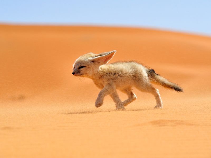 Fennec Fox