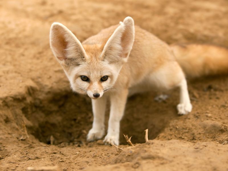 Fennec Fox