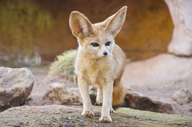 Fennec Fox