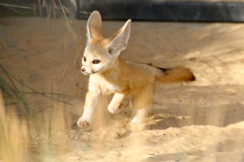 Fennec Fox Kit