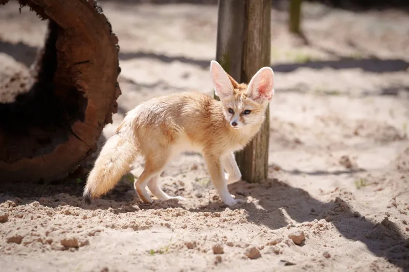 Fennec Fox