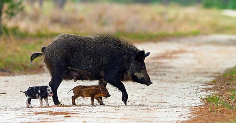 Feral Swine