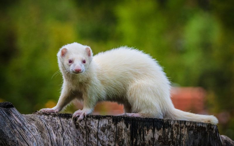 Ferret