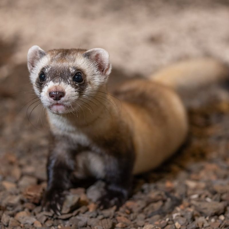 Ferret