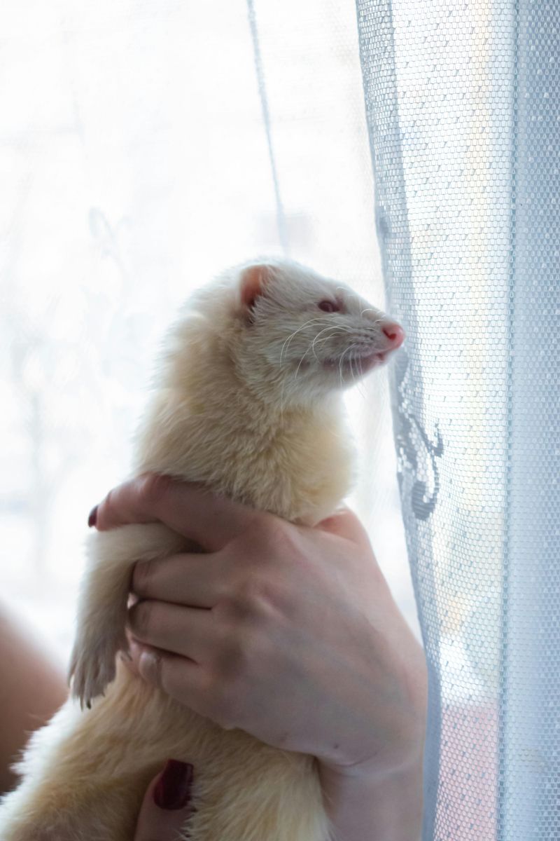 Ferrets