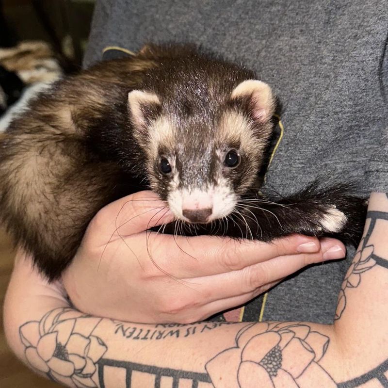 Ferrets Climbing into Your Lap