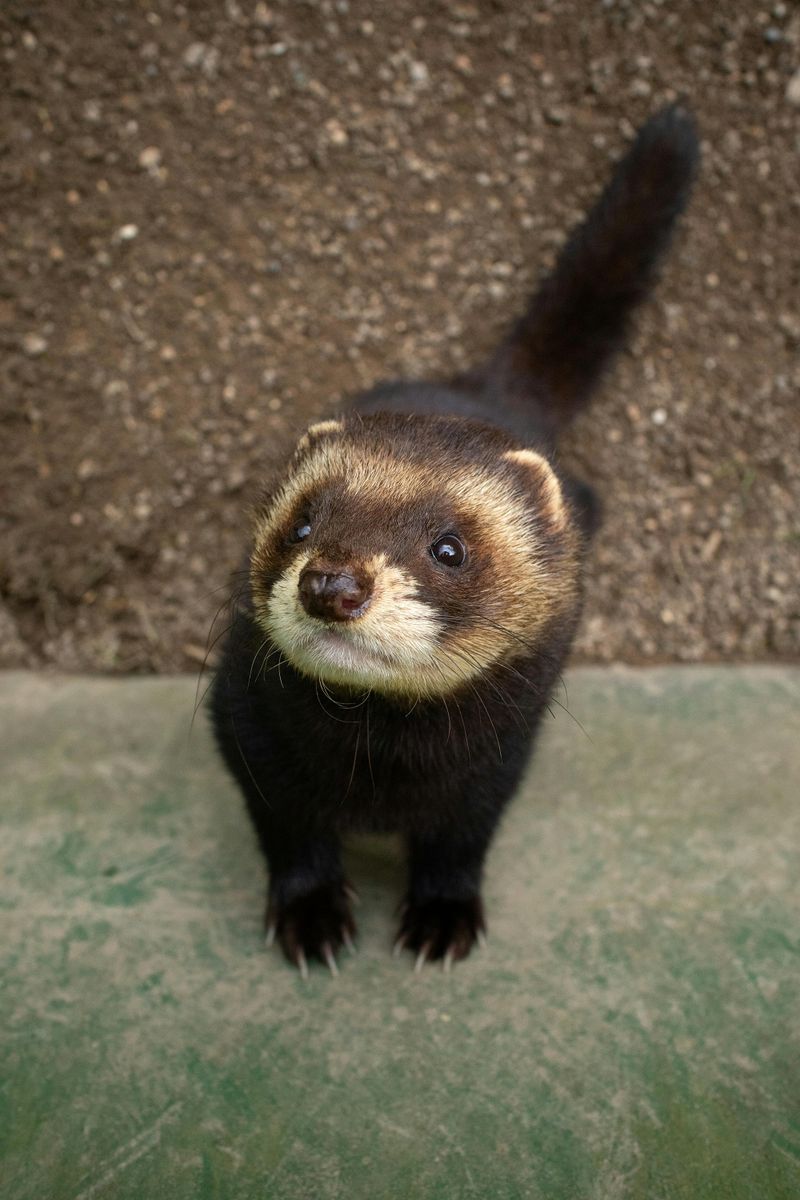 Ferrets Require Permits - California, USA