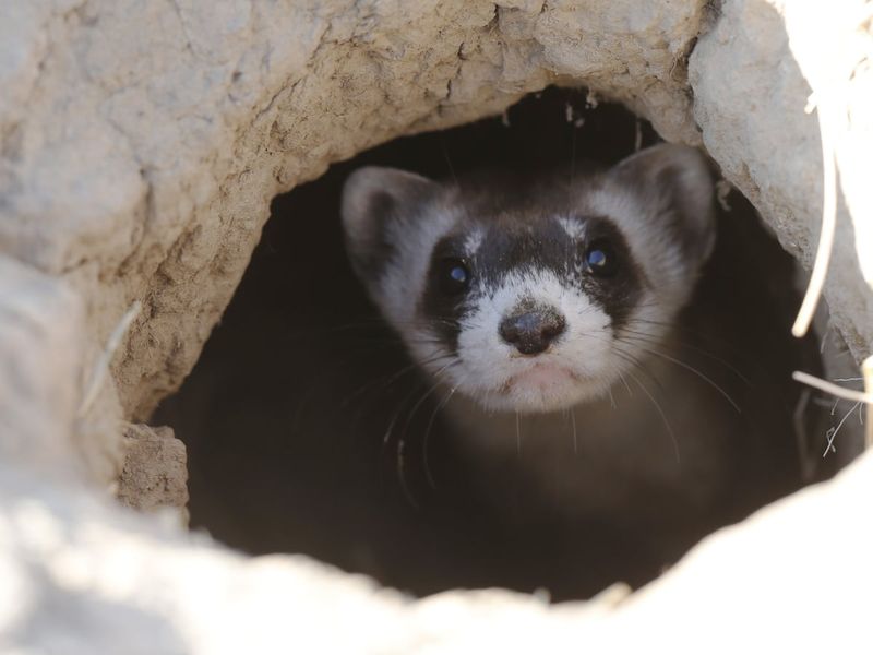 Ferrets and Hiding