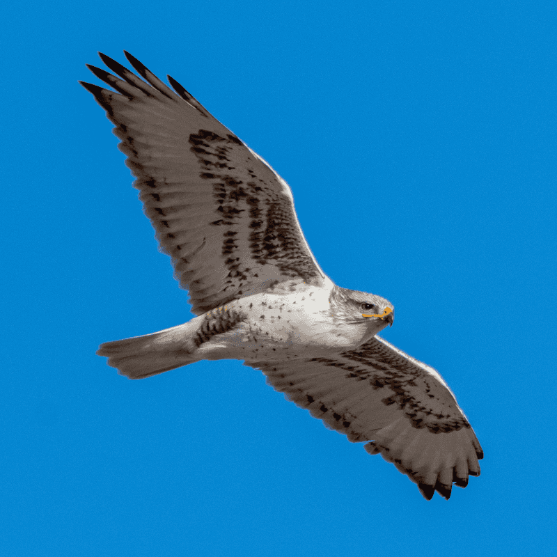 Ferruginous Hawk