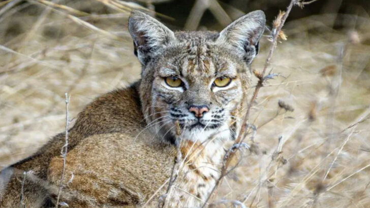 Fierce, Fast, and Full of Surprises – 24 Amazing Facts About Bobcats