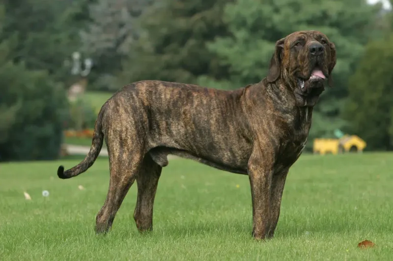 Fila Brasileiro