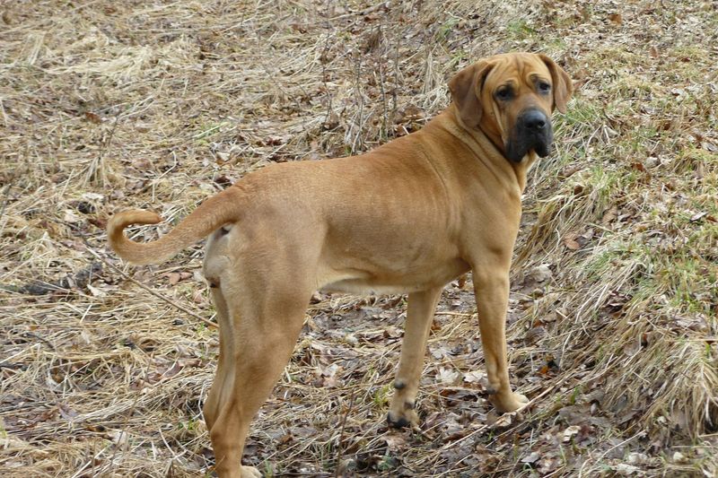 Fila Brasileiro