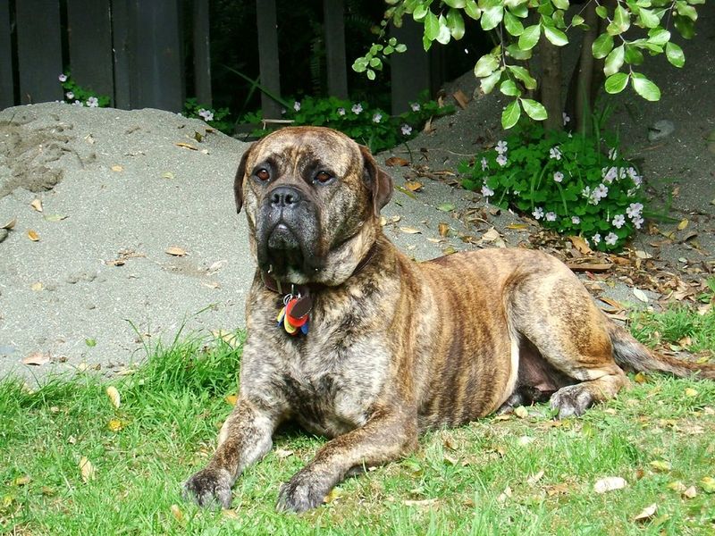 Fila Brasileiro