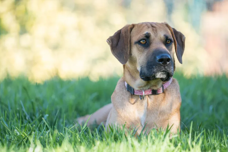 Fila Brasileiro