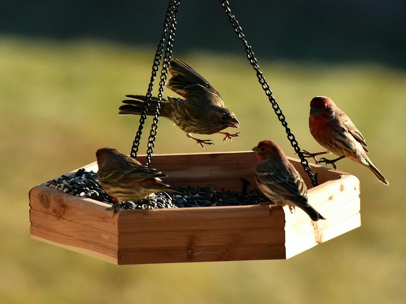 Finches