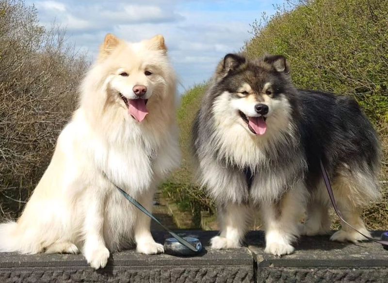 Finnish Lapphund