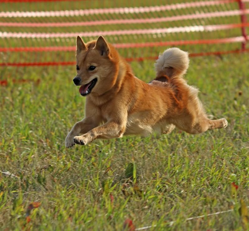 Finnish Spitz