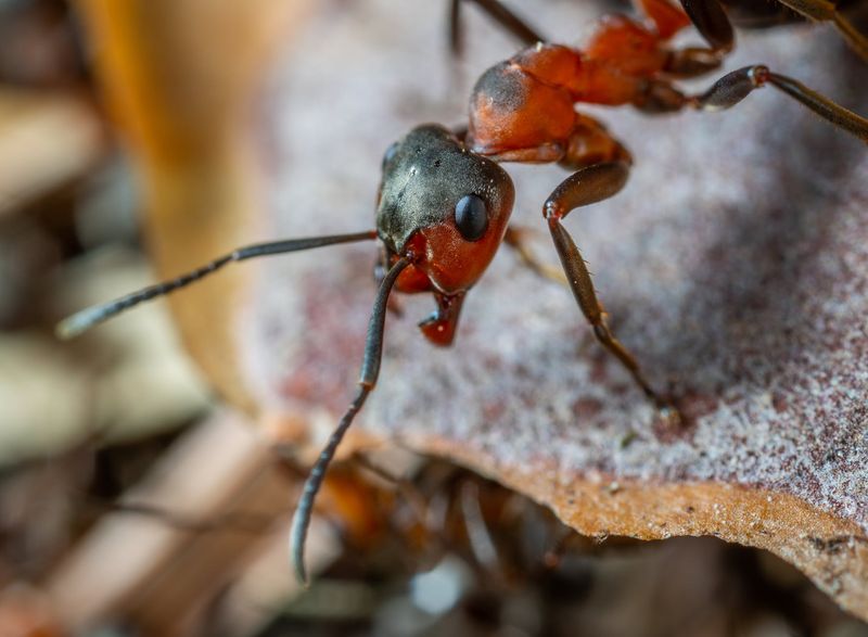 Fire Ant
