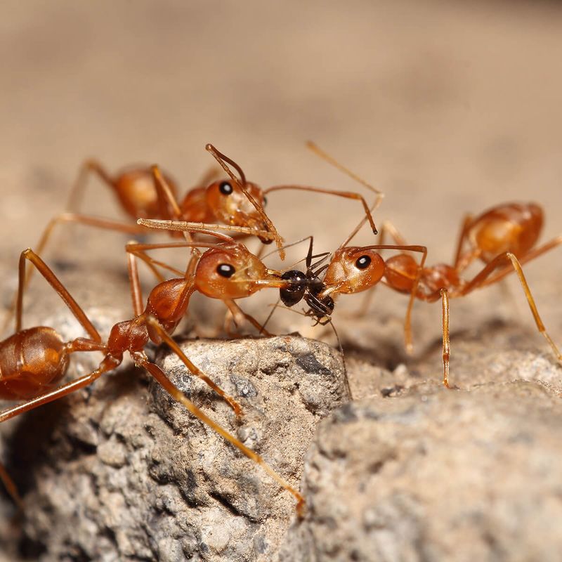 Fire Ants