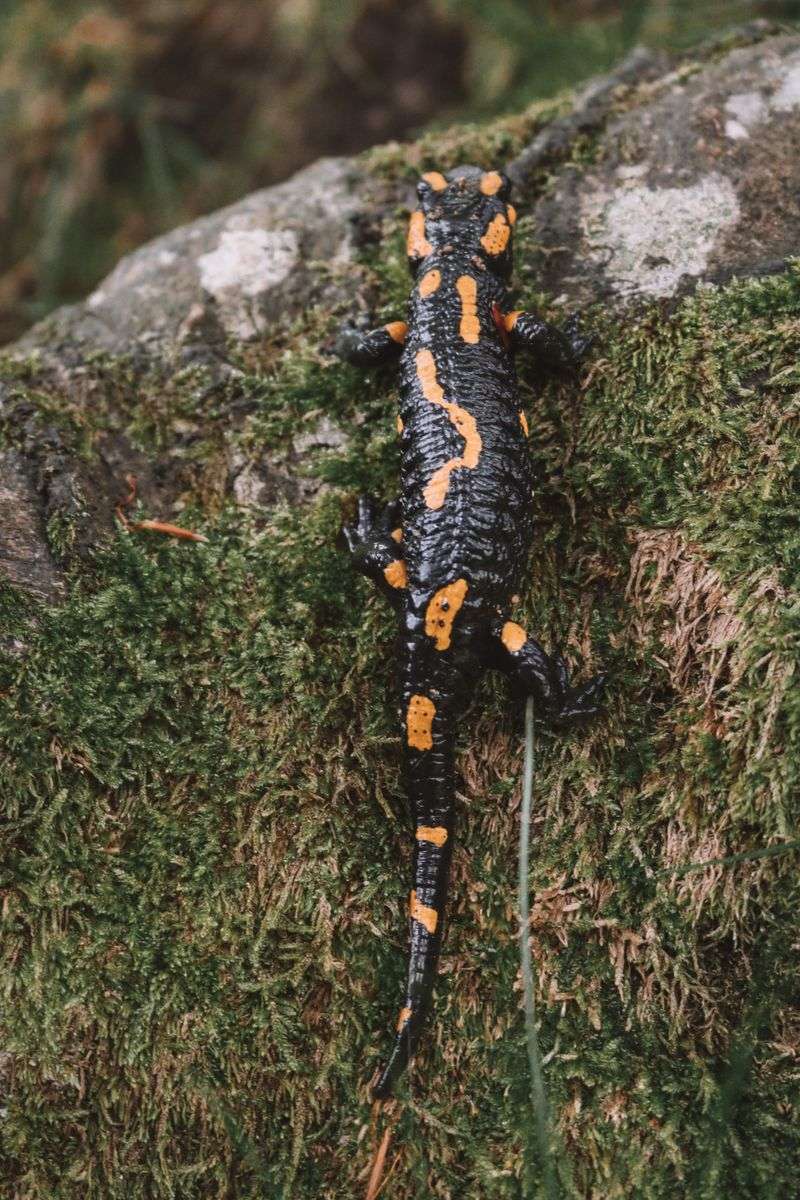 Fire Salamander