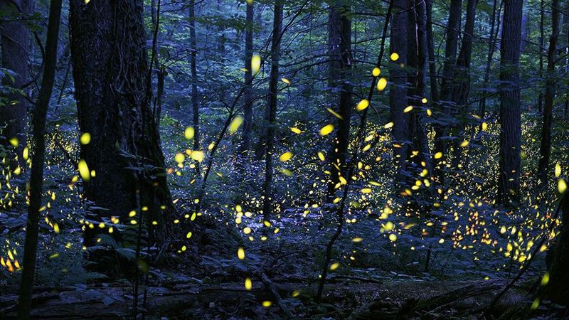 Fireflies' Synchronized Flashing