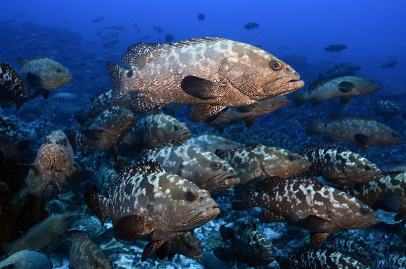 Fish Communication through Body Language