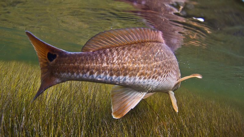 Fish Lateral Line