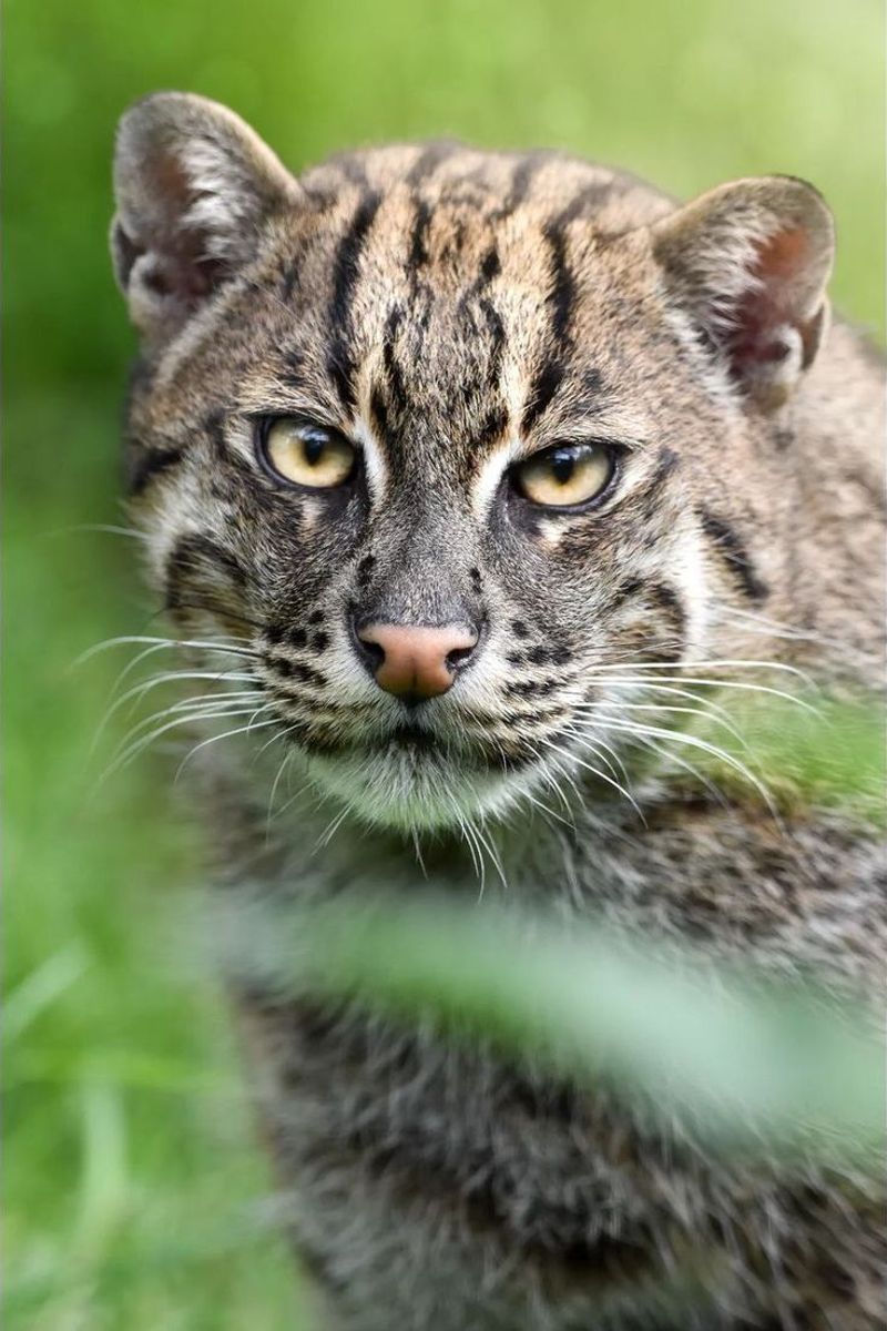 Fishing Cat