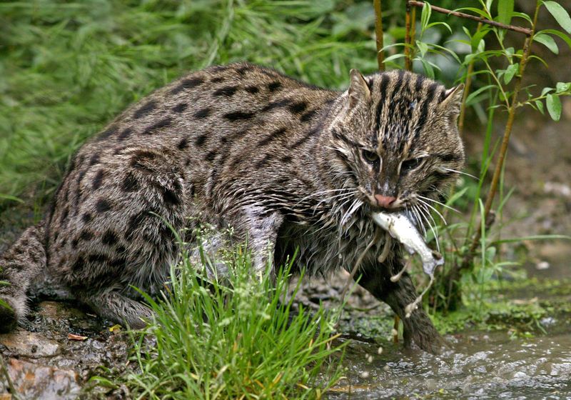 Fishing Cat